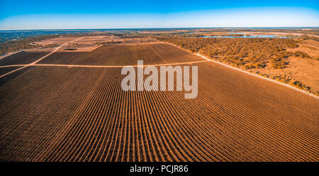 Beautiful vineyard in Kingston on Murray, Riverland, South Australia - aerial panoramic landscape Stock Photo