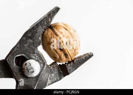 Walnut is clamped in pliers on a white background close-up. Stock Photo