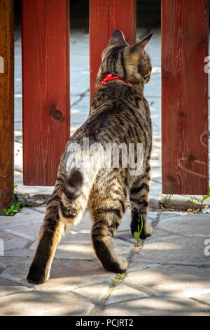 The cat looks through the orange wooden fence to the street. Stock Photo
