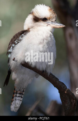 Kookaburras are terrestrial tree kingfishers of the genus Dacelo native to Australia and New Guinea. Stock Photo