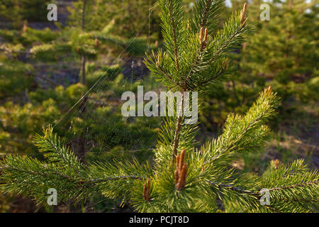 A spider weaves a web on a young pine tree. The web between the pine branches Stock Photo
