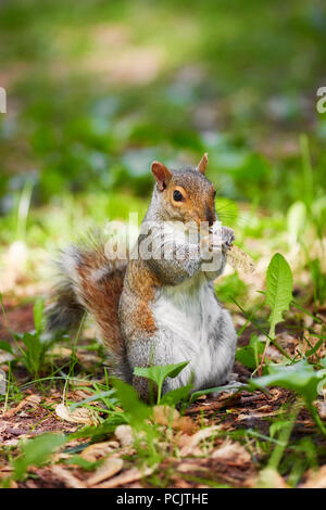 Eastern gray tree squirrel eating leaf in the forest. Stock Photo