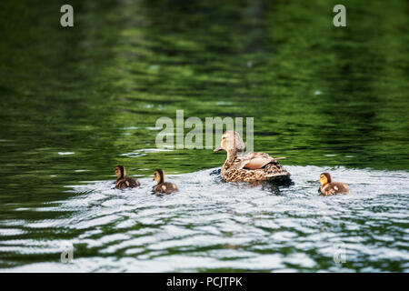 Mallard mother duck swimming on the pond with her ducklings Stock Photo