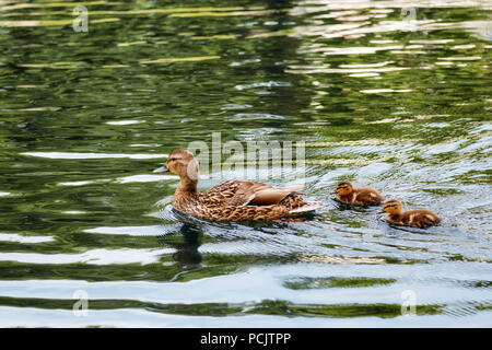 Mallard mother duck swimming on the pond with her ducklings Stock Photo