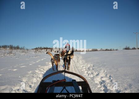 Dog sledding tour on a cold and chilly winter day at the mountains of Tromso Stock Photo