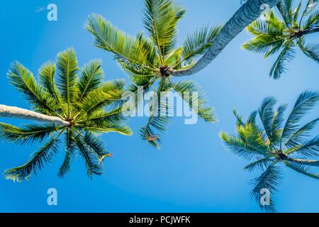 Palm trees seen from below in the summer Stock Photo