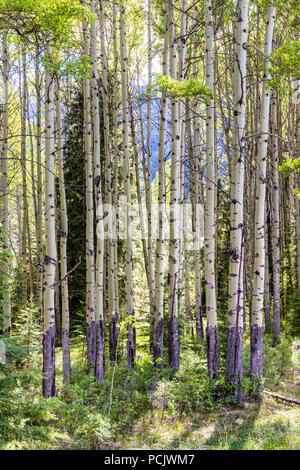 Silver birch woodland beside the Bow Valley Parkway west of Banff ...