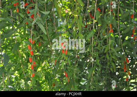 Goji berry plant Stock Photo