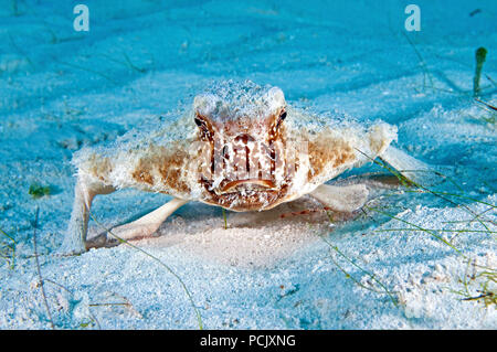 Shortnose Batfish (Ogcocephalus nasutus), Grand Turk, Turks and Caicos Islands Stock Photo