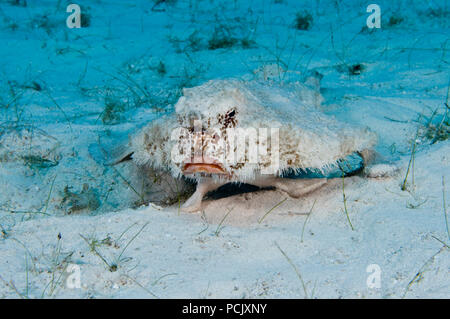 Shortnose Batfish (Ogcocephalus nasutus), Grand Turk, Turks and Caicos Islands Stock Photo