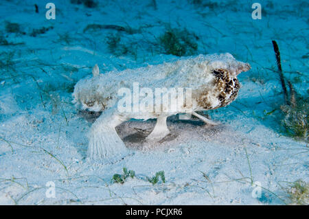 Shortnose Batfish (Ogcocephalus nasutus), Grand Turk, Turks and Caicos Islands Stock Photo