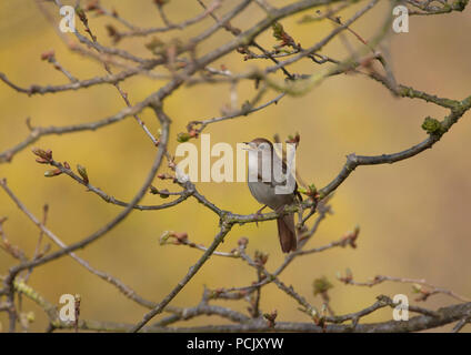 Nightingale, Luscinia megarhynchos, single adult singing in oak tree. Taken May. Minsmere, Suffolk, UK. Stock Photo