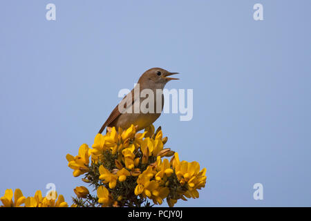 Nightingale, Luscinia megarhynchos, single adult singing from top of Gorse bush. Taken May. Minsmere, Suffolk, UK. Stock Photo