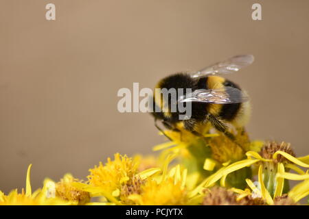 Macro Close-Up of Pollinating Bumblebee on Yellow Flowers Stock Photo