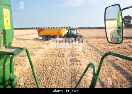 . Green tractor with tipper drives over the mowed wheat field, seen from the combine Stock Photo