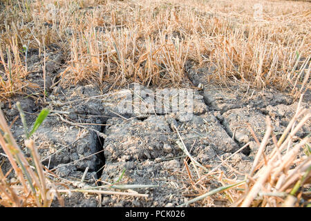 Deep cracks in the clay soil of the field with grain. After the harvesting of the grain the stubble remains behind and the drought is clearly visible Stock Photo