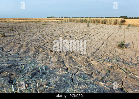 Deep cracks in the clay soil of the field with grain. After the harvesting of the grain the stubble remains behind and the drought is clearly visible Stock Photo