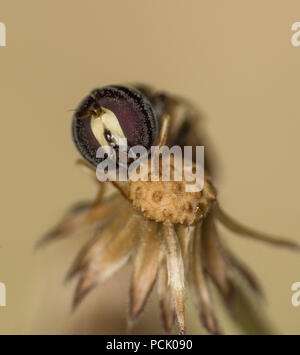 Close up Bee, Honeybee, Wasp, Hoverfly Stock Photo