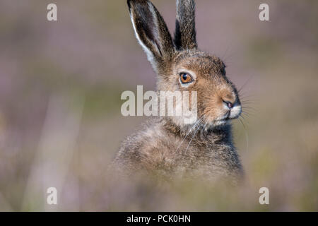 Close up of a mountain hare (lepus timidus) sitting amongst soft-focus heather in the summer Stock Photo