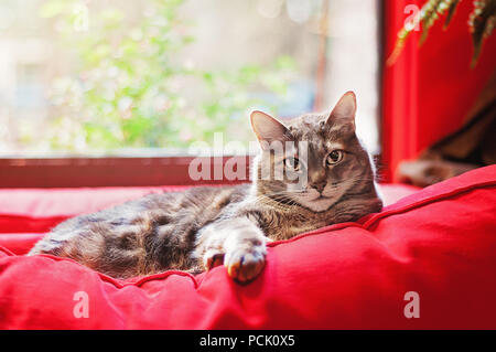 Tabby Cat Lounging on Red Pillow in Front of a Window Sill in a Home Looking into Camera Stock Photo