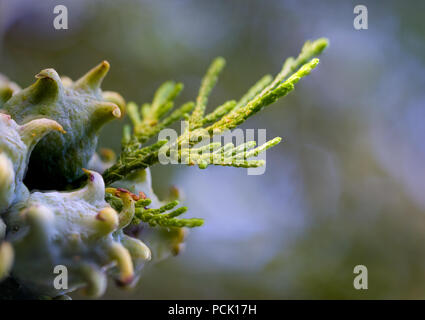 Incense cedar tree Calocedrus decurrens branch close up. Thuja cones branch pattern. Conifer seeds of cypress on green background, macro Stock Photo