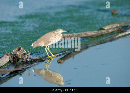 Chinese pond-heron (Ardeola bacchus), Thailand Crabier chinois Stock Photo