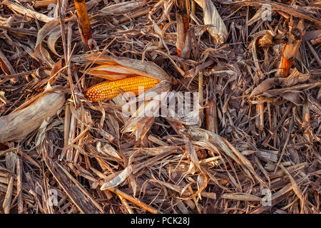 Leftover corn cob after threshing Stock Photo