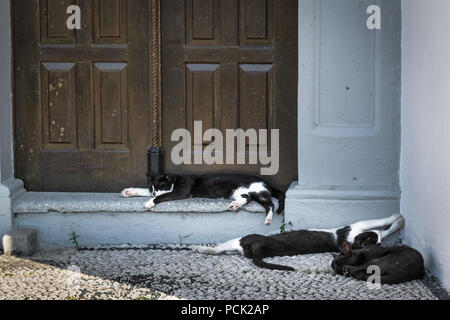 Three cats sleeping on steps just outside a rustic wooden door Stock Photo