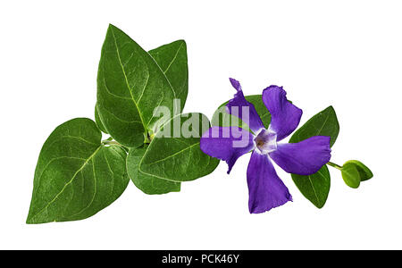 Periwinkle flower isolated on white background Stock Photo