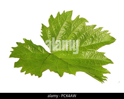 grape leaf isolated on white background Stock Photo