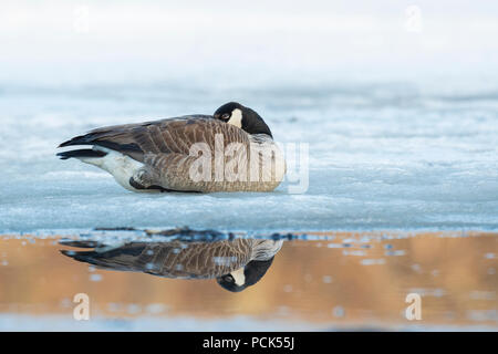 Canada goose (Branta canadensis), early Spring, E. North America, by Dominique Braud/Dembinsky Photo Assoc Stock Photo