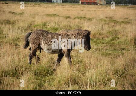 Icelandic horses standing somewhere around Route 1 Stock Photo