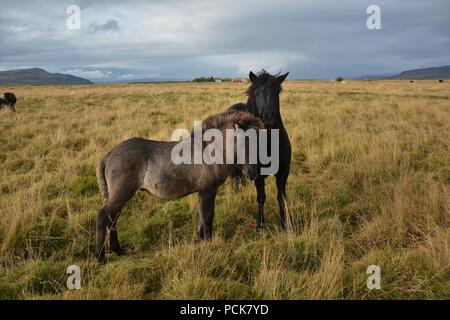 Icelandic horses standing somewhere around Route 1 Stock Photo