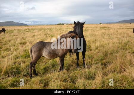 Icelandic horses standing somewhere around Route 1 Stock Photo