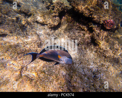 The sohal face surgeonfish or sohal tang, Acanthurus sohal Stock Photo