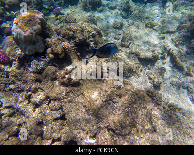 Sohal surgeon-fish at the Red Sea Stock Photo