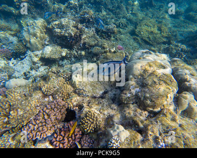 Wonderful and beautiful underwater world with corals and tropical fish. Stock Photo