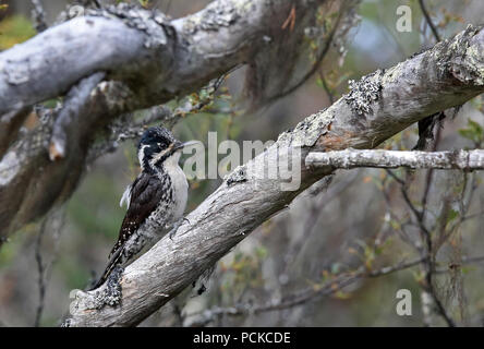 Eurasian three-toed woodpecker, Picoides tridactylus female Stock Photo