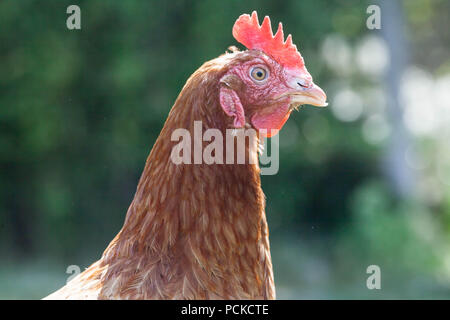 Battery Hen Rescue Chickens Stock Photo