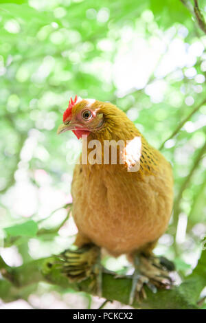 Sablepoot Hen Chicken Stock Photo