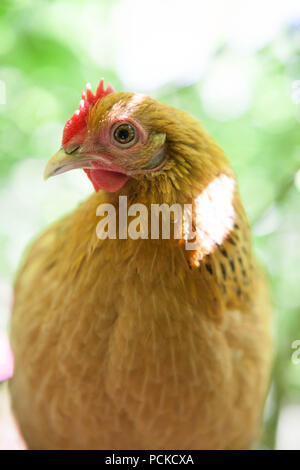 Sablepoot Hen Chicken Stock Photo