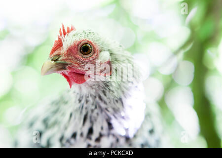 Sablepoot Hen Chicken Stock Photo