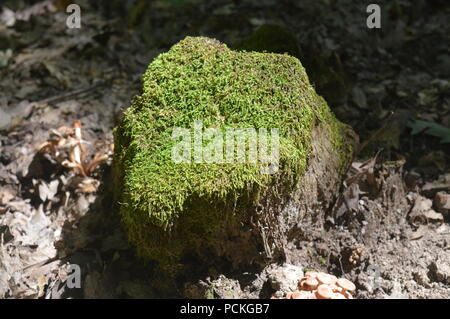 Mossy stump Stock Photo