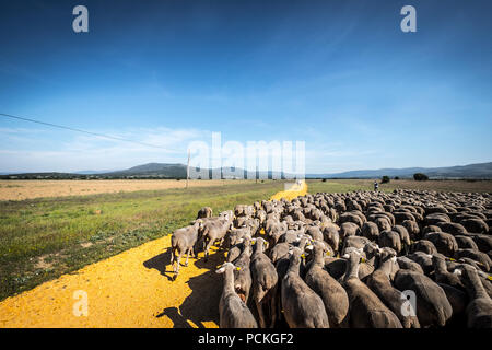 Sheep flock during transhumance through the region of Soria, Castilla y León, Spain