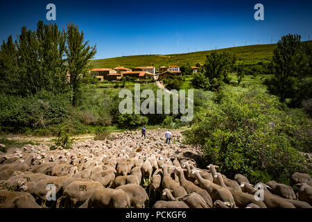 Sheep flock during transhumance through the region of Soria, Castilla y León, Spain