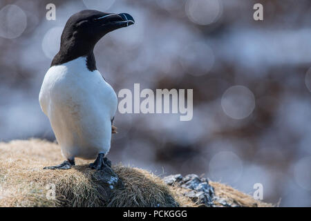 Razorbill (Alca torda) standing on edge of cliff looking to the right Stock Photo