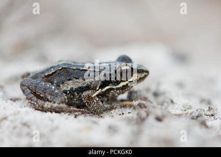 Young Moor frog (Rana arvalis), Emsland, Lower Saxony, Germany Stock Photo