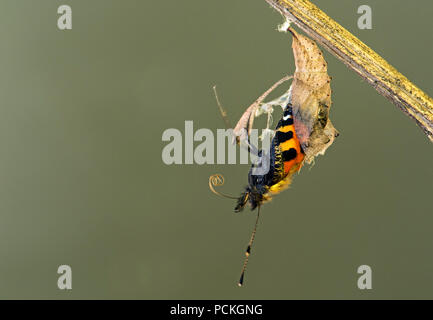 Little Fox (Aglais urticae), butterfly hatching from Exuvia, Switzerland Stock Photo