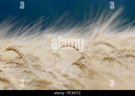 Barley (Hordeum vulgare), ears of corn in detail, North Rhine-Westphalia, Germany Stock Photo
