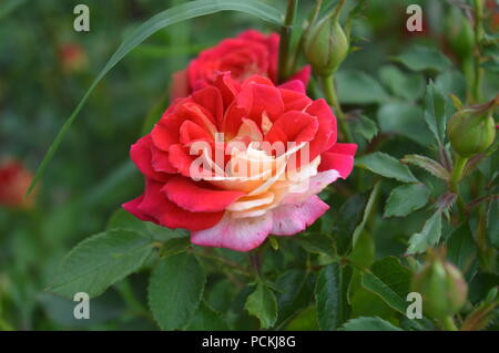 Multicolored rose Stock Photo